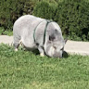 Meet your Posher, Kinderlope